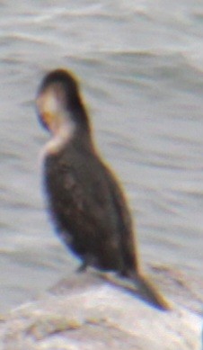 Great Cormorant (North Atlantic) - ML618298234