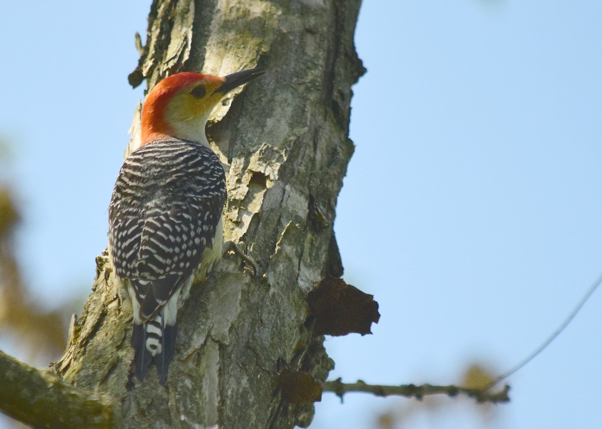 Red-bellied Woodpecker - ML618298237