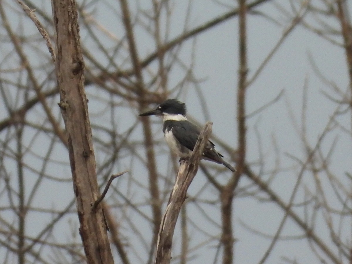 Belted Kingfisher - L Falardeau