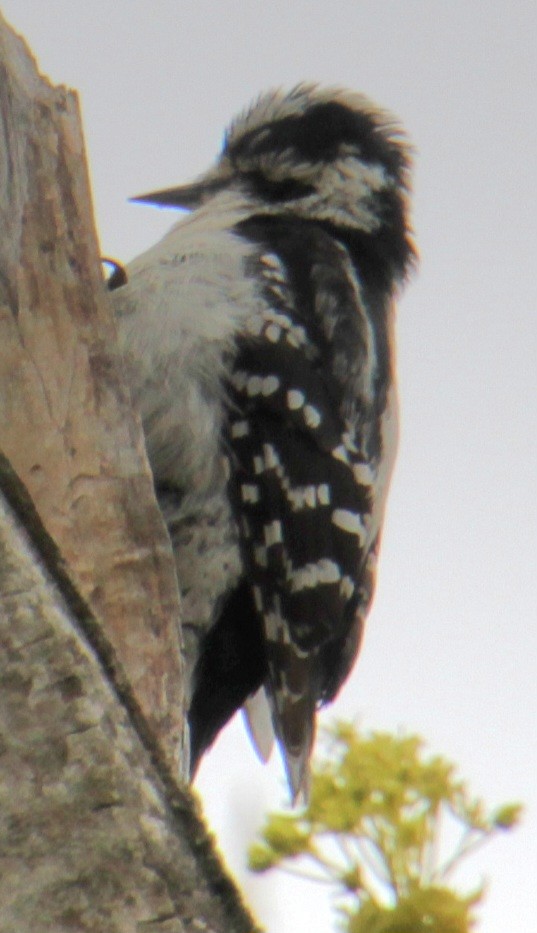 Downy Woodpecker (Eastern) - ML618298287