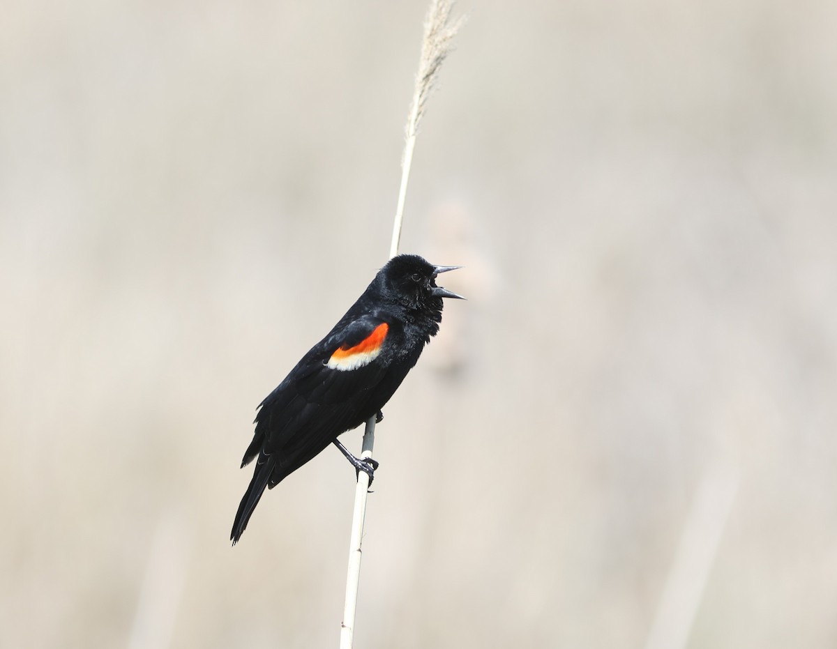 Red-winged Blackbird - ML618298311