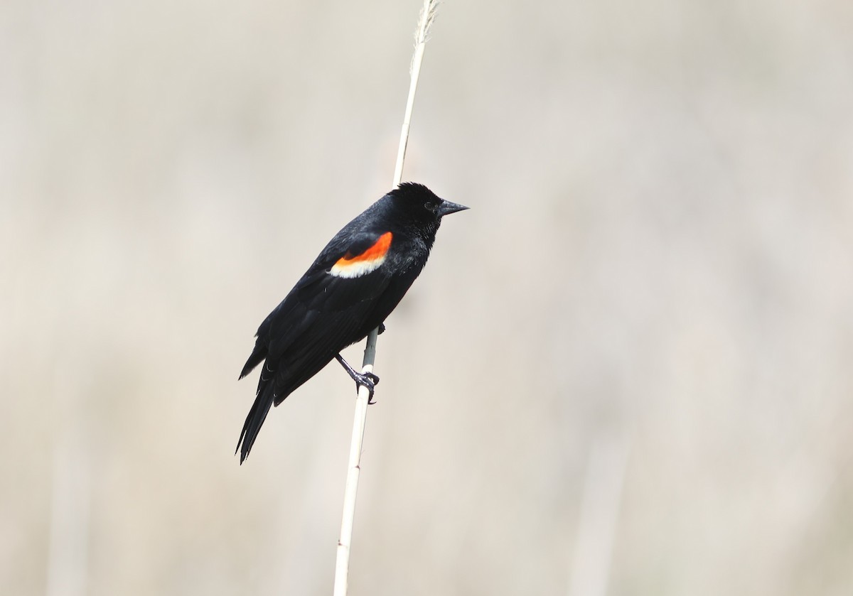 Red-winged Blackbird - ML618298312