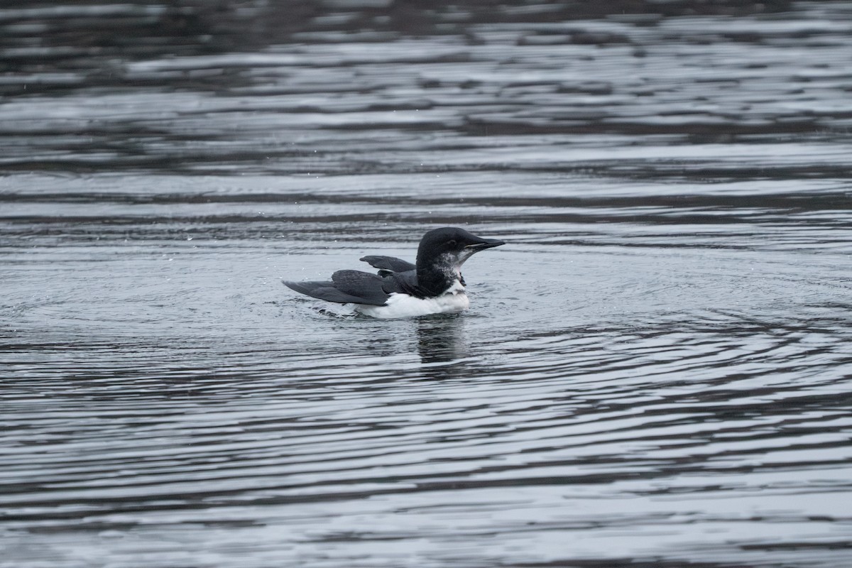 Thick-billed Murre - ML618298325