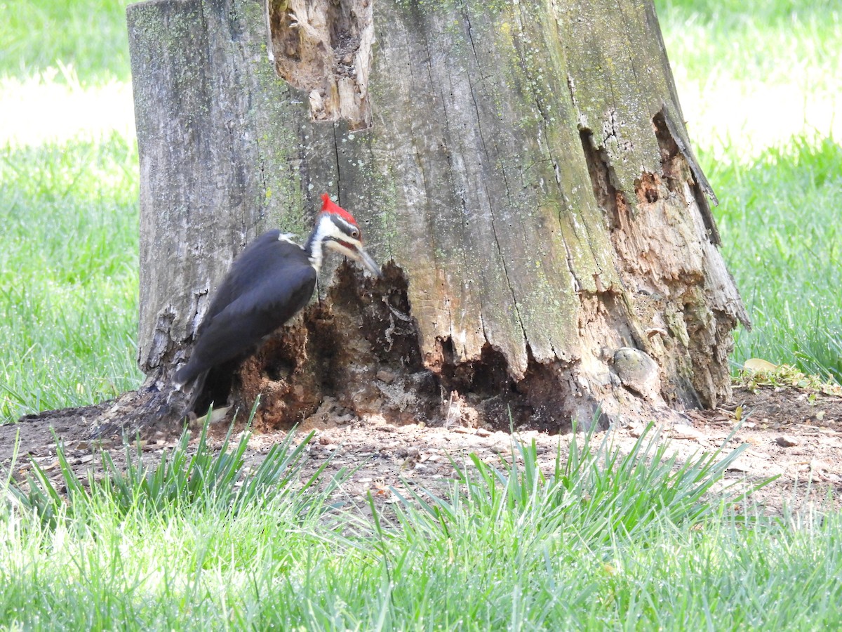 Pileated Woodpecker - ML618298348