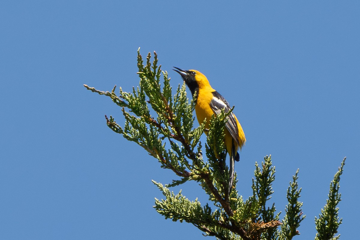 Hooded Oriole (nelsoni Group) - ML618298354