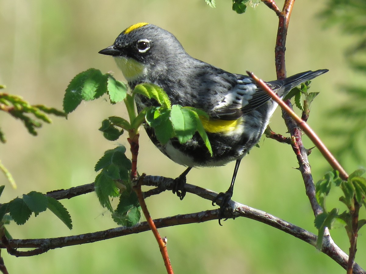 Yellow-rumped Warbler (Audubon's) - ML618298395