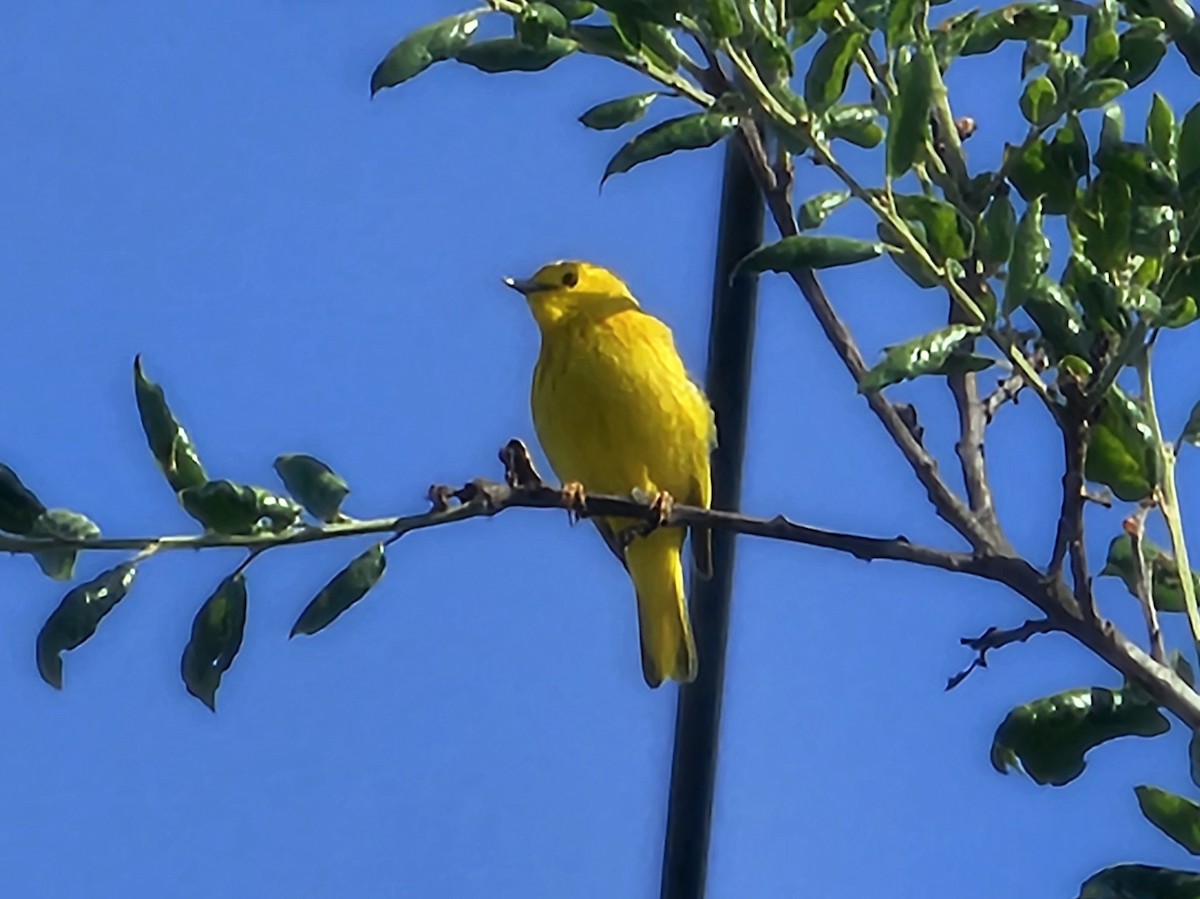 Yellow Warbler - Graeme Hinde