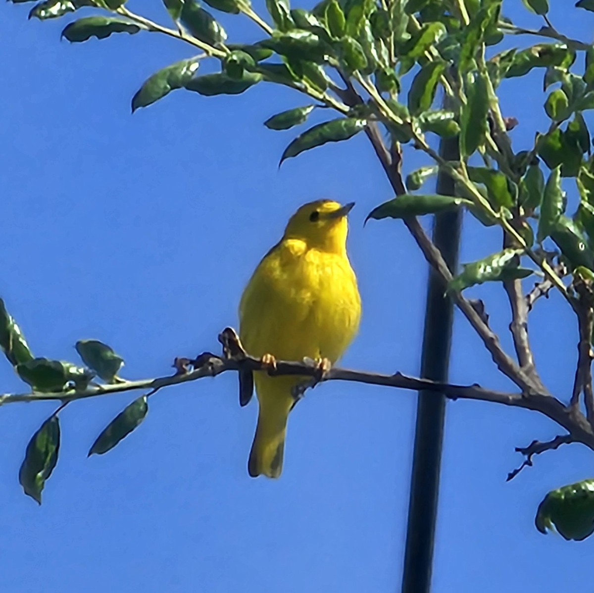 Yellow Warbler - Graeme Hinde