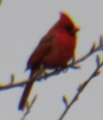 Northern Cardinal (Common) - ML618298437