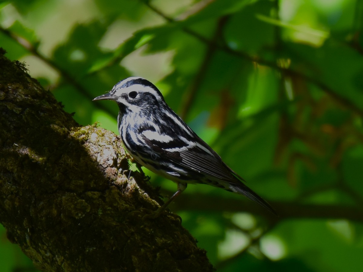 Black-and-white Warbler - ML618298444