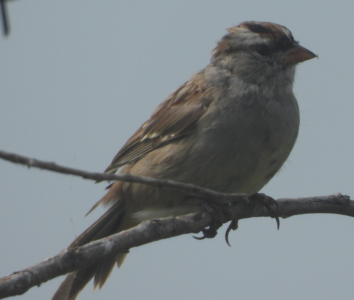 White-crowned Sparrow - ML618298451
