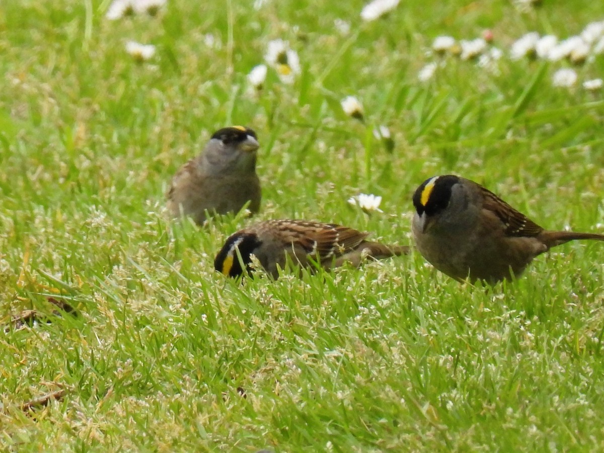 Golden-crowned Sparrow - Tina Toth