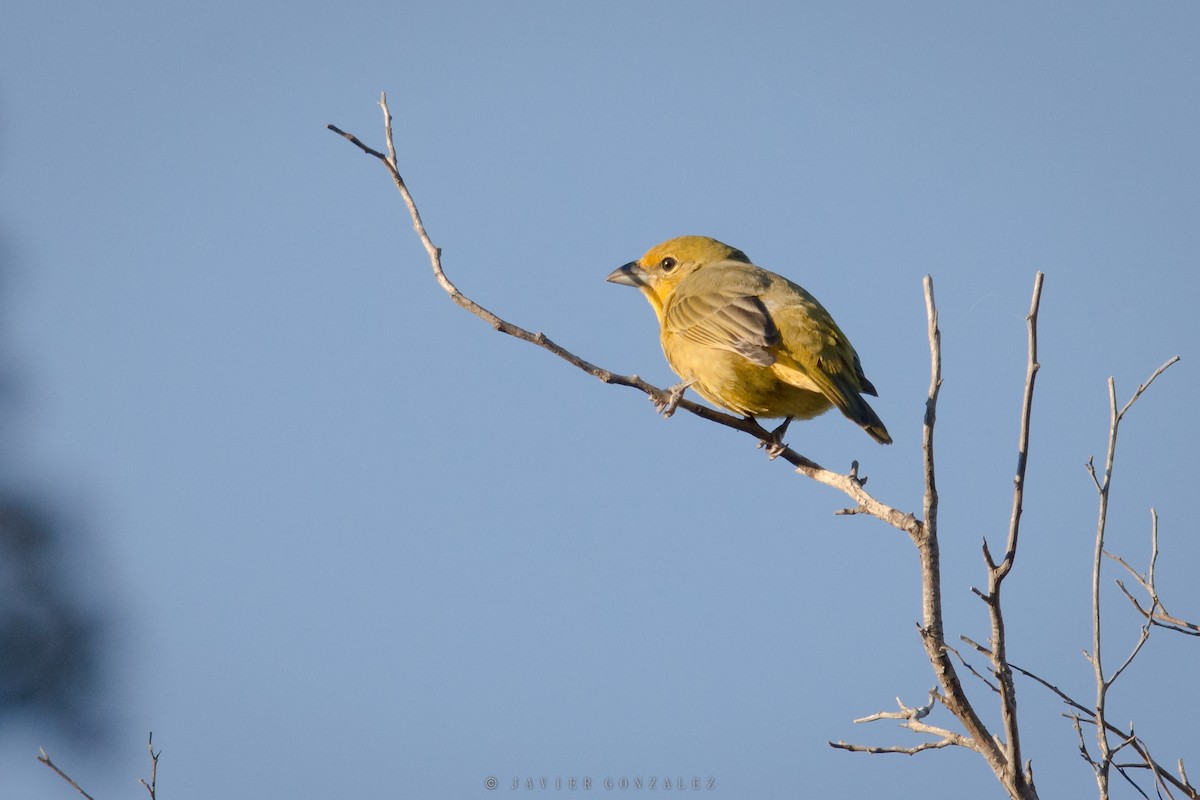 Hepatic Tanager - ML618298512