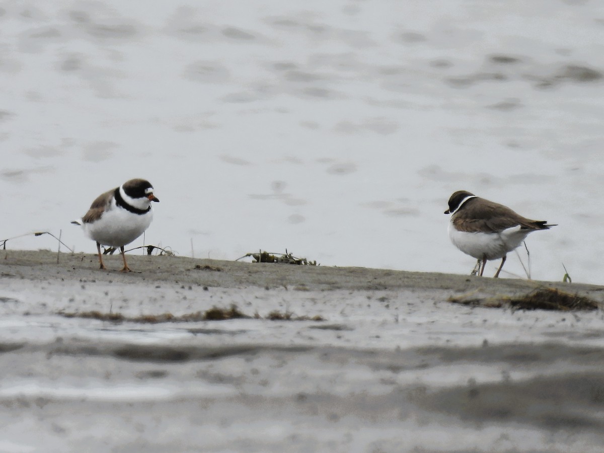 Semipalmated Plover - ML618298530