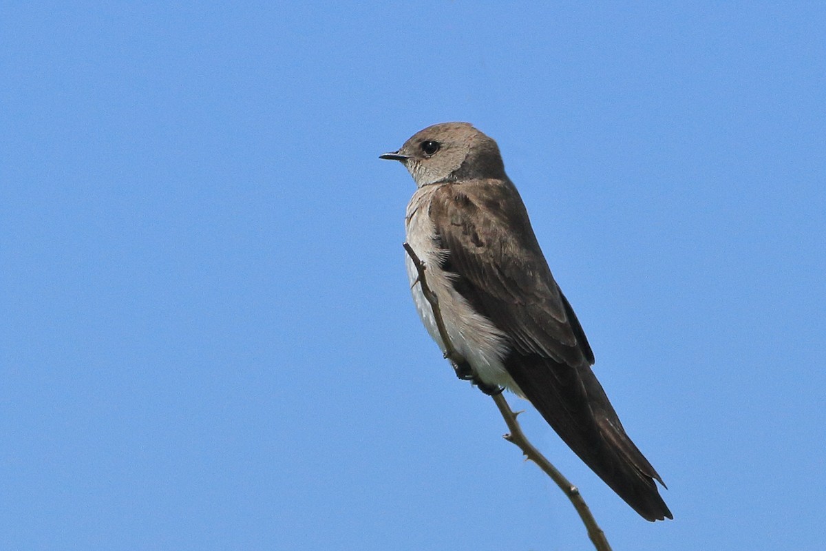 Northern Rough-winged Swallow - James McKenzie