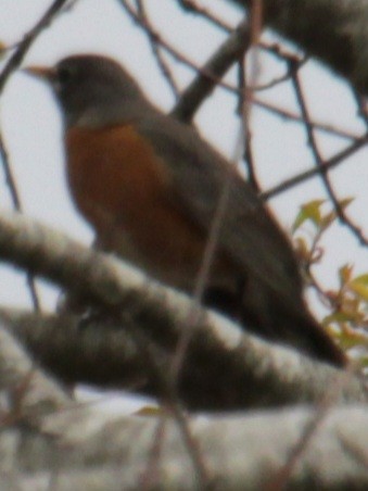 American Robin (migratorius Group) - ML618298549