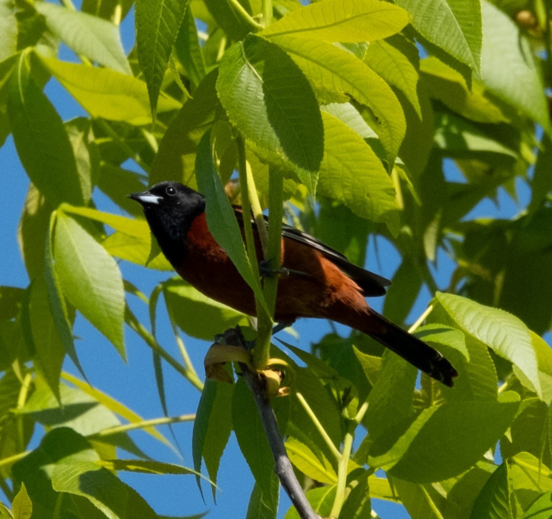 Orchard Oriole - ML618298556