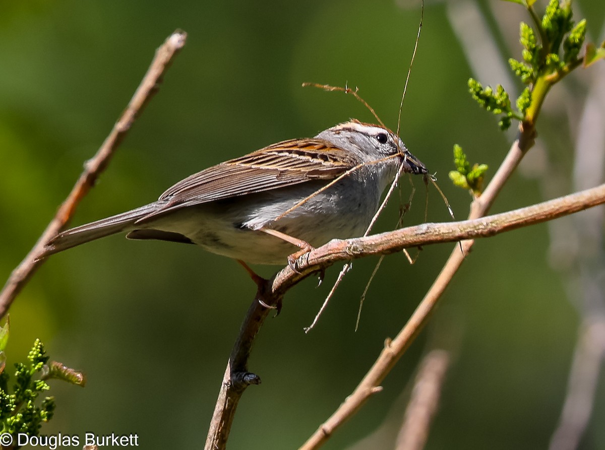 Chipping Sparrow - Douglas Burkett