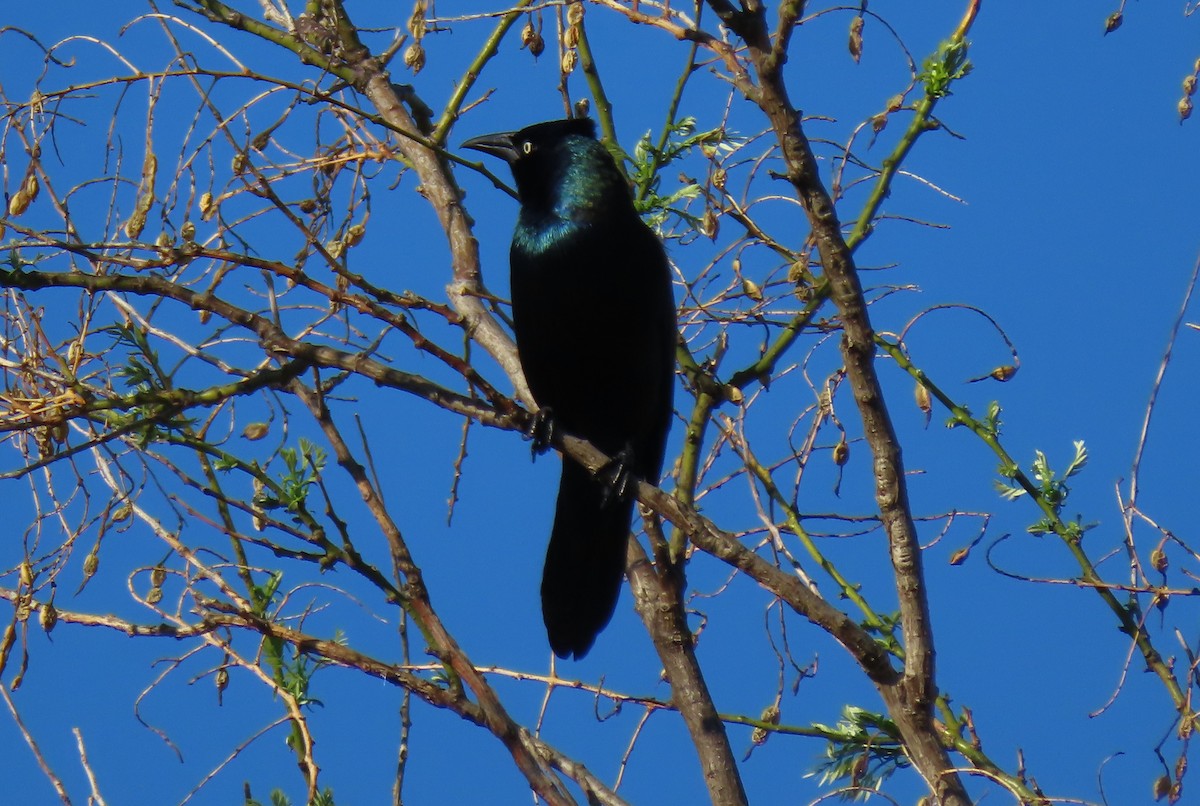 Common Grackle - Anne Mytych
