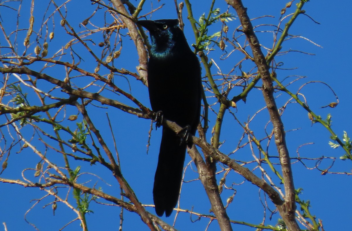 Common Grackle - Anne Mytych