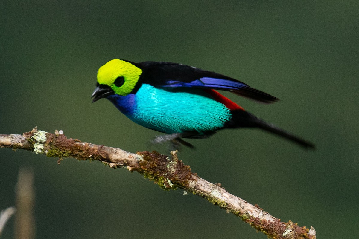 Paradise Tanager - ML618298622
