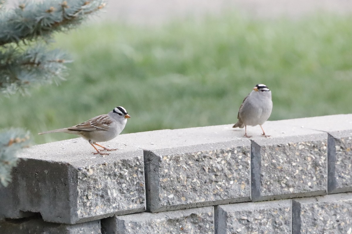 White-crowned Sparrow - ML618298643