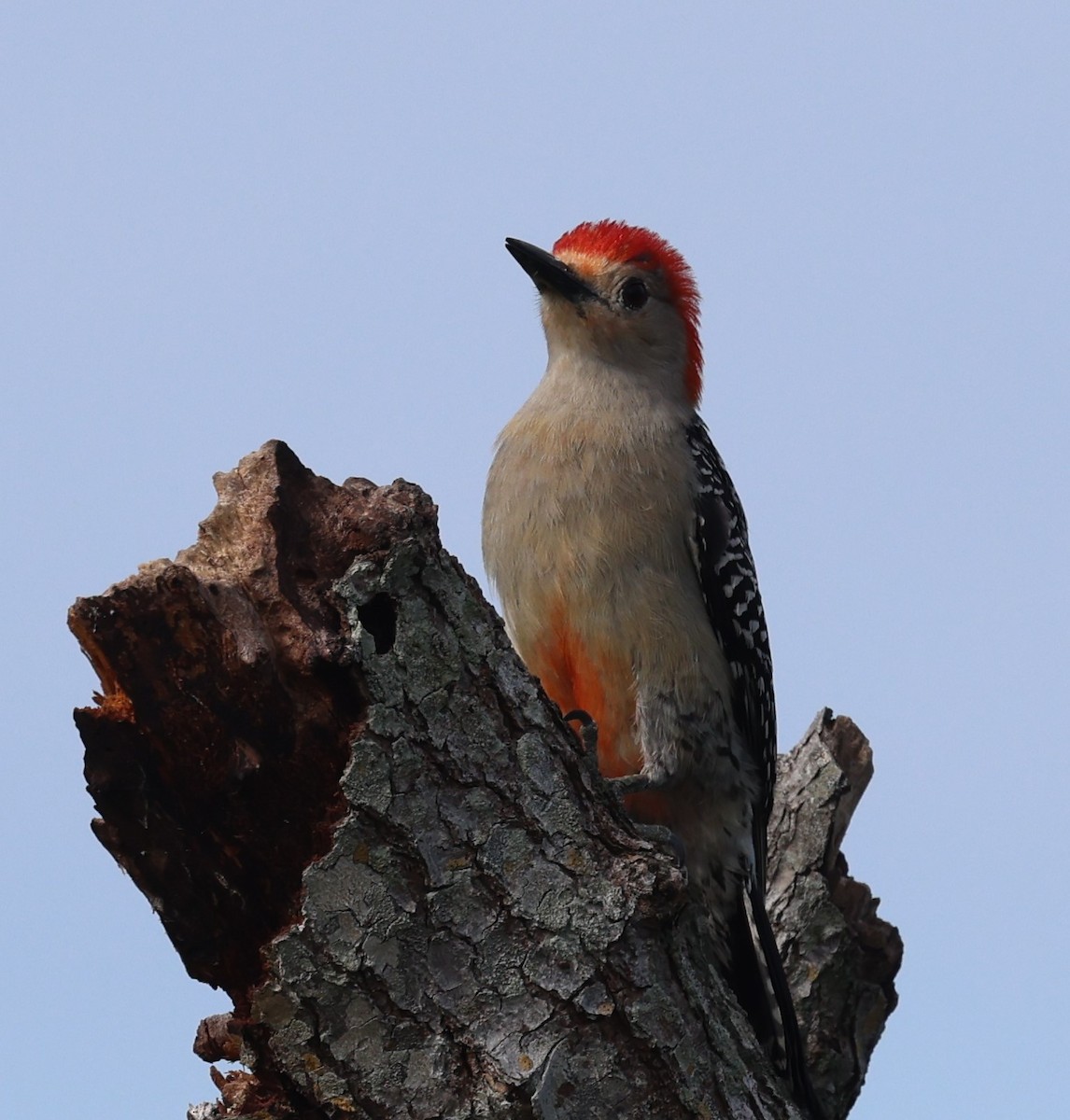 Red-bellied Woodpecker - ML618298644