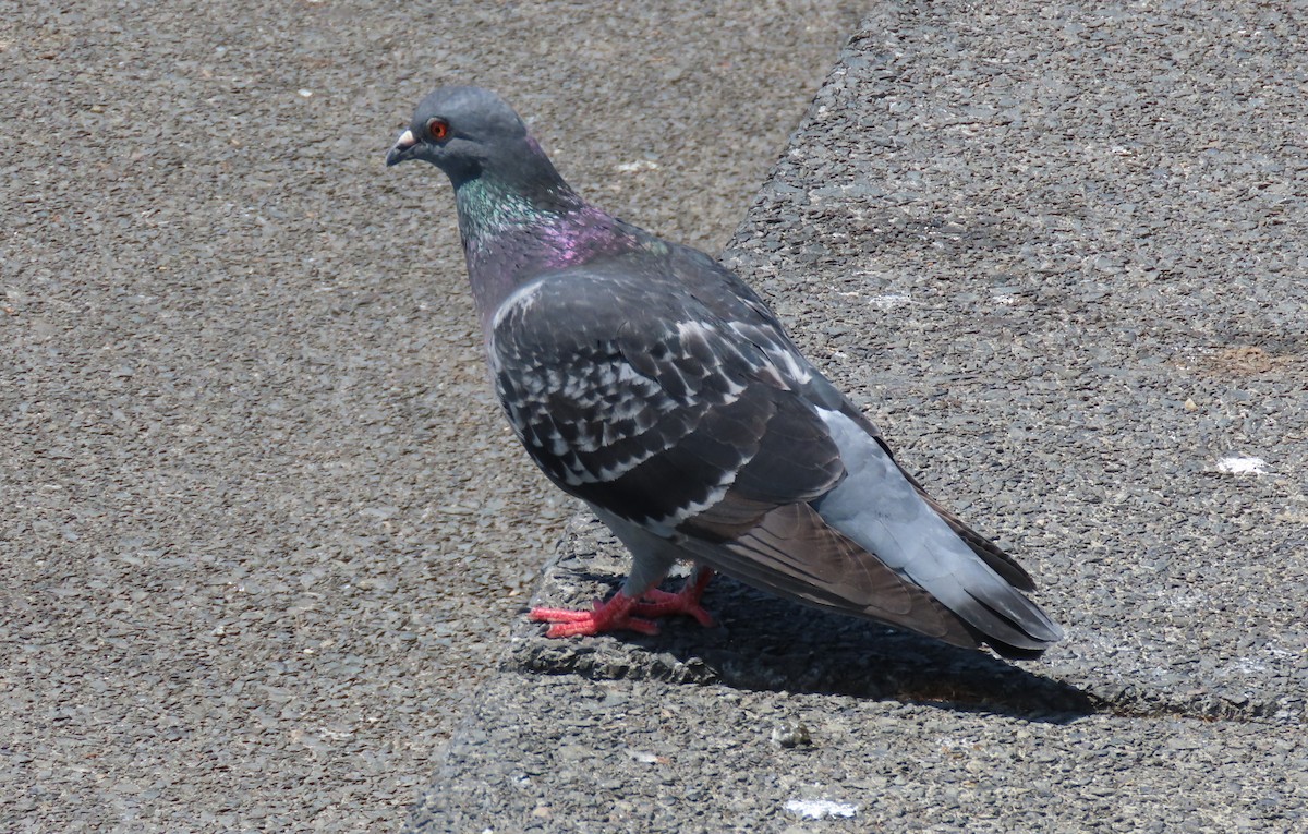 Rock Pigeon (Feral Pigeon) - ML618298659