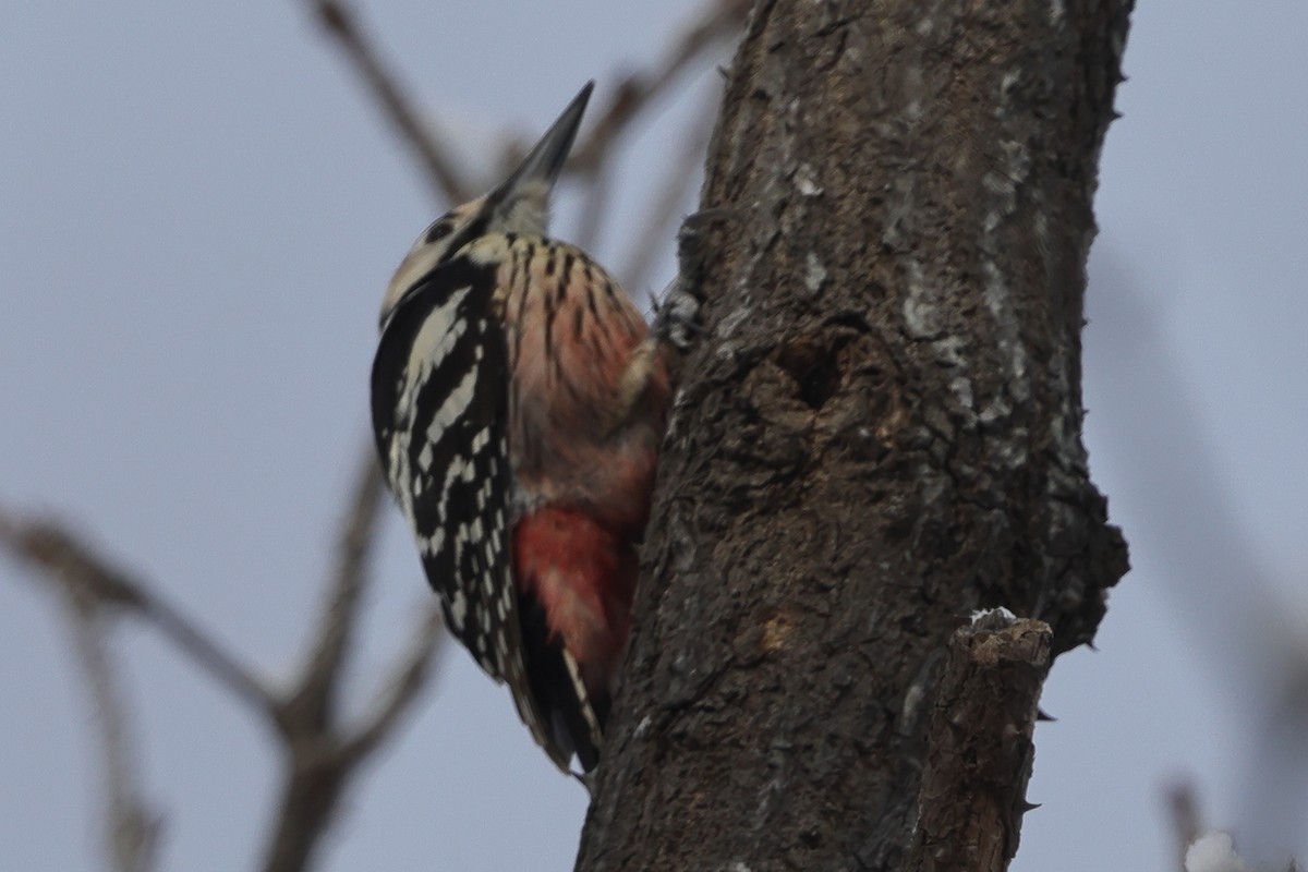 White-backed Woodpecker (White-backed) - ML618298660