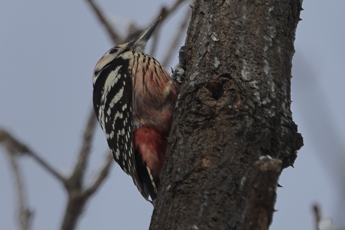 White-backed Woodpecker (White-backed) - ML618298661