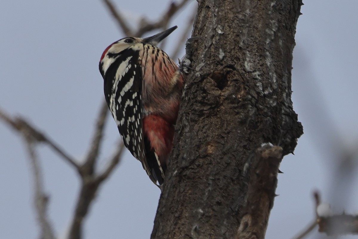 White-backed Woodpecker (White-backed) - ML618298663