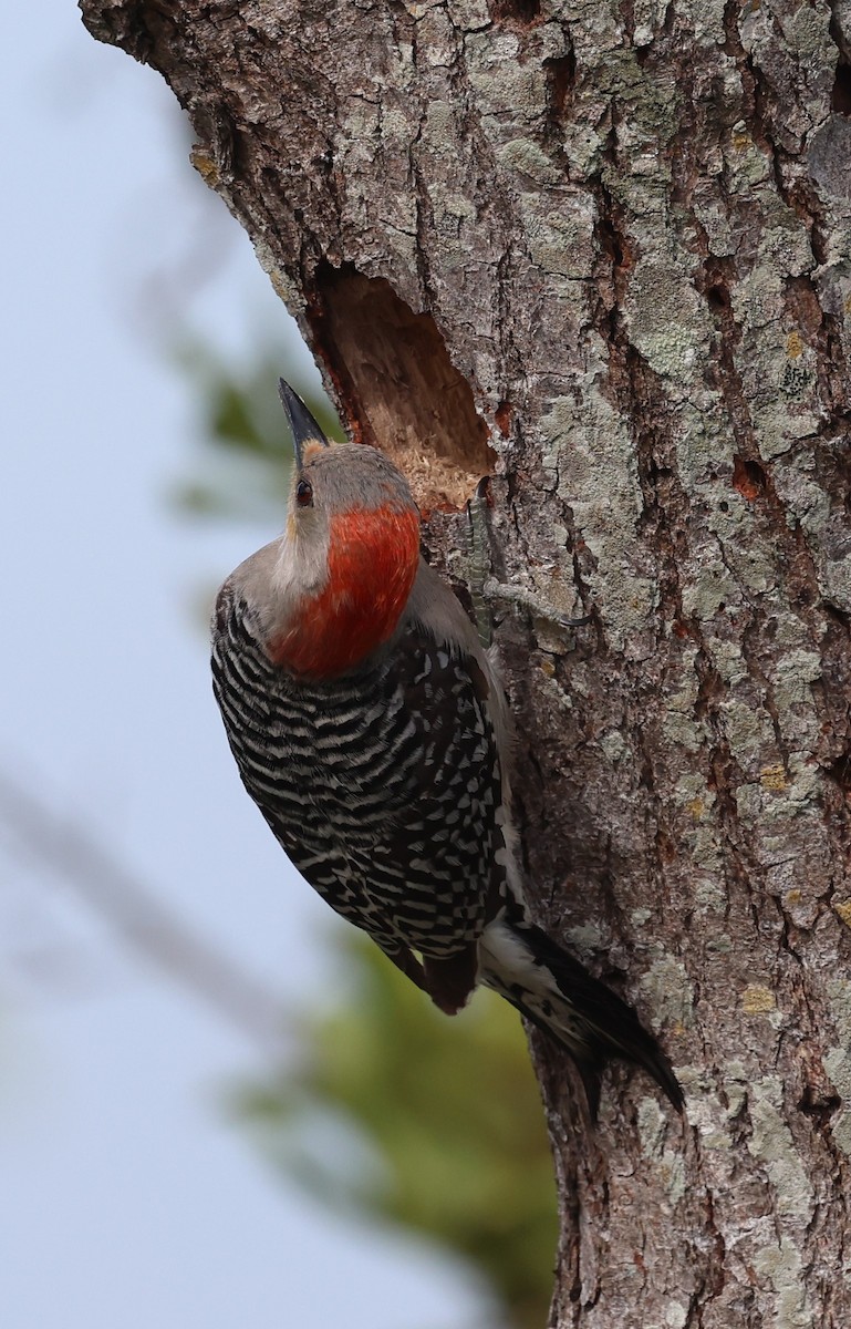 Red-bellied Woodpecker - ML618298684