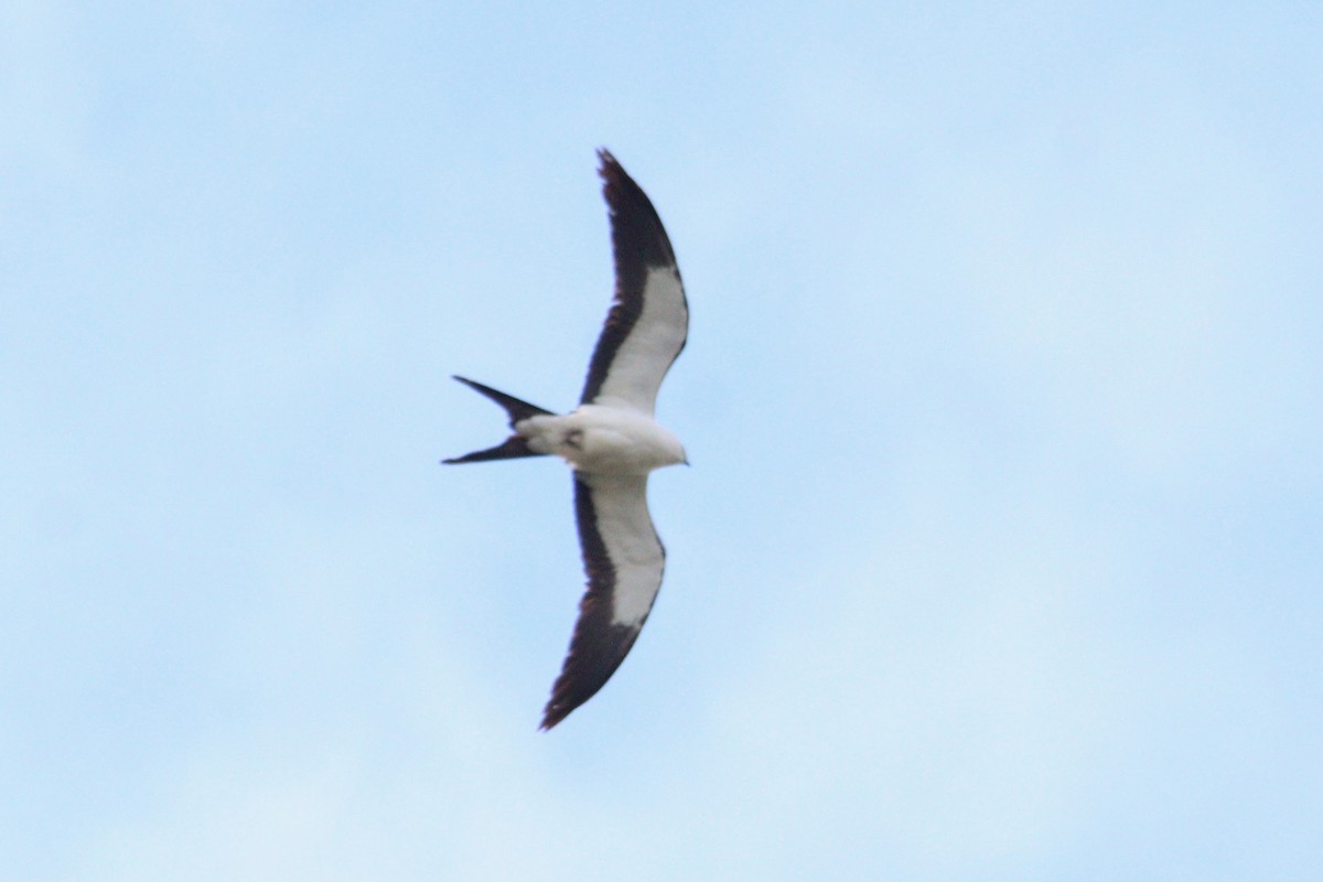 Swallow-tailed Kite - ML618298700