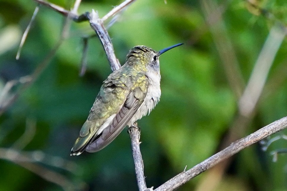 Black-chinned Hummingbird - Kenneth Mamitsuka