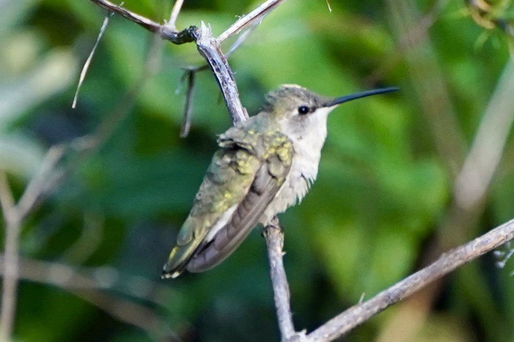 Black-chinned Hummingbird - ML618298775