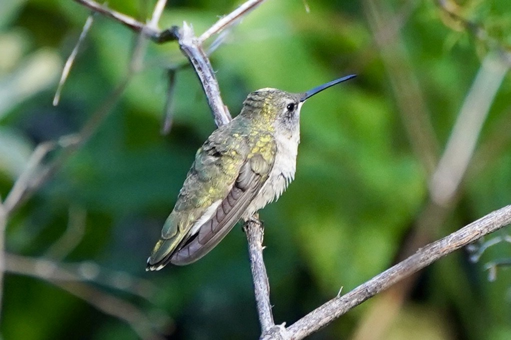 Black-chinned Hummingbird - ML618298776
