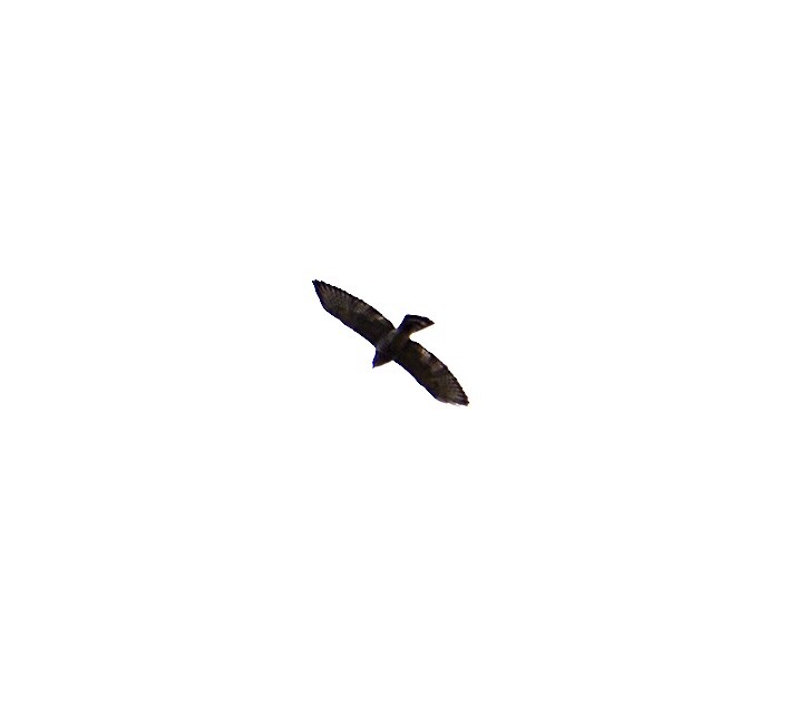 Broad-winged Hawk - ML618298786
