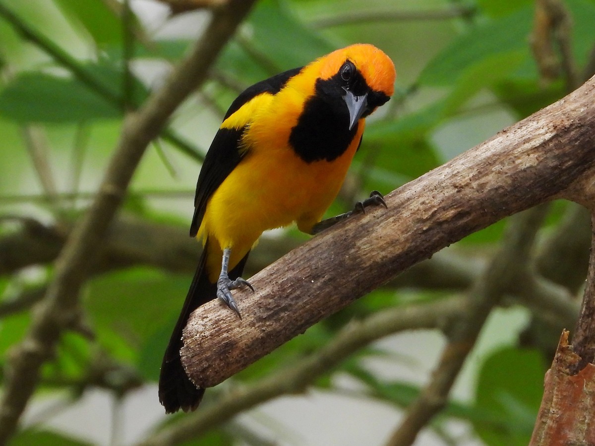 Orange-crowned Oriole - Mary Leigh
