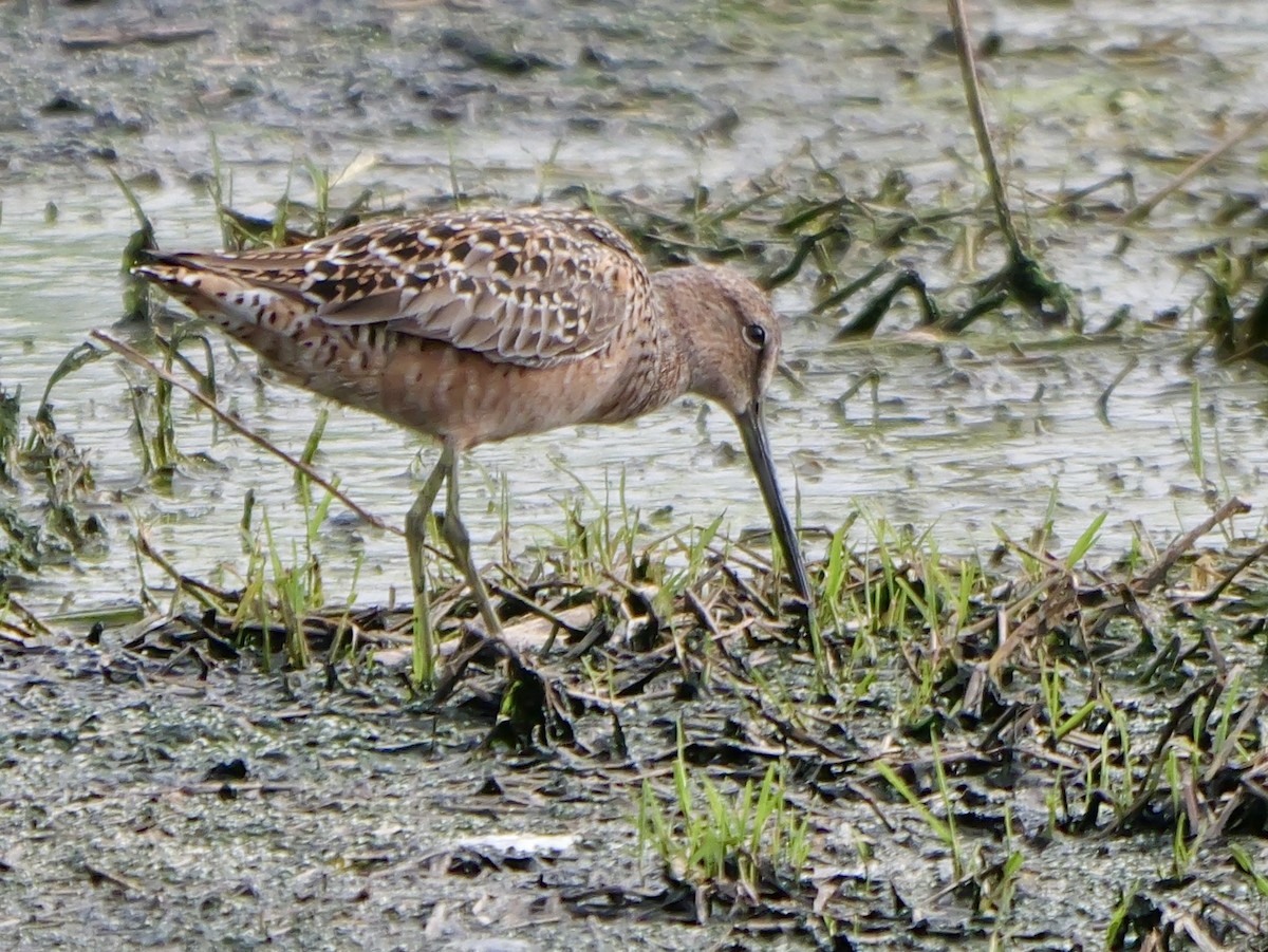 Long-billed Dowitcher - ML618298805