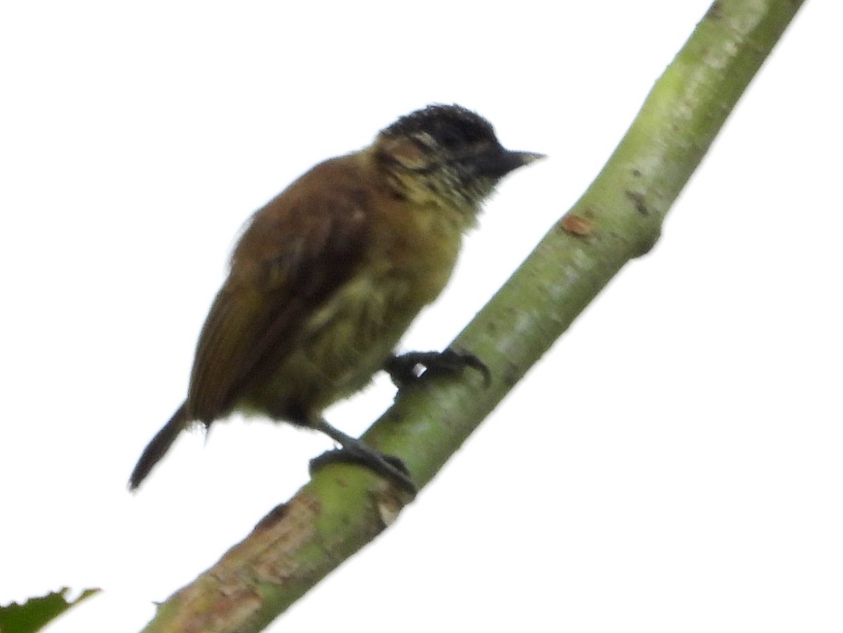Olivaceous Piculet - ML618298809