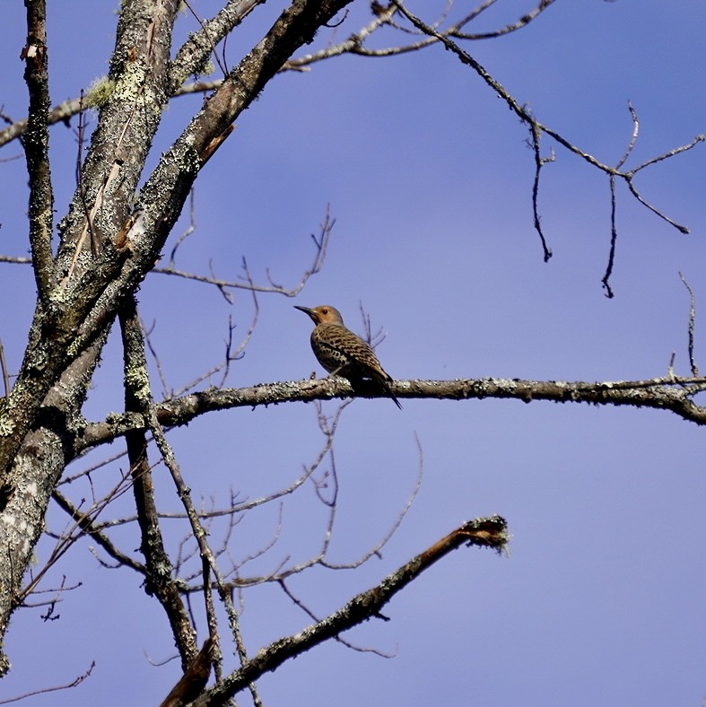 Northern Flicker (Yellow-shafted) - ML618298811
