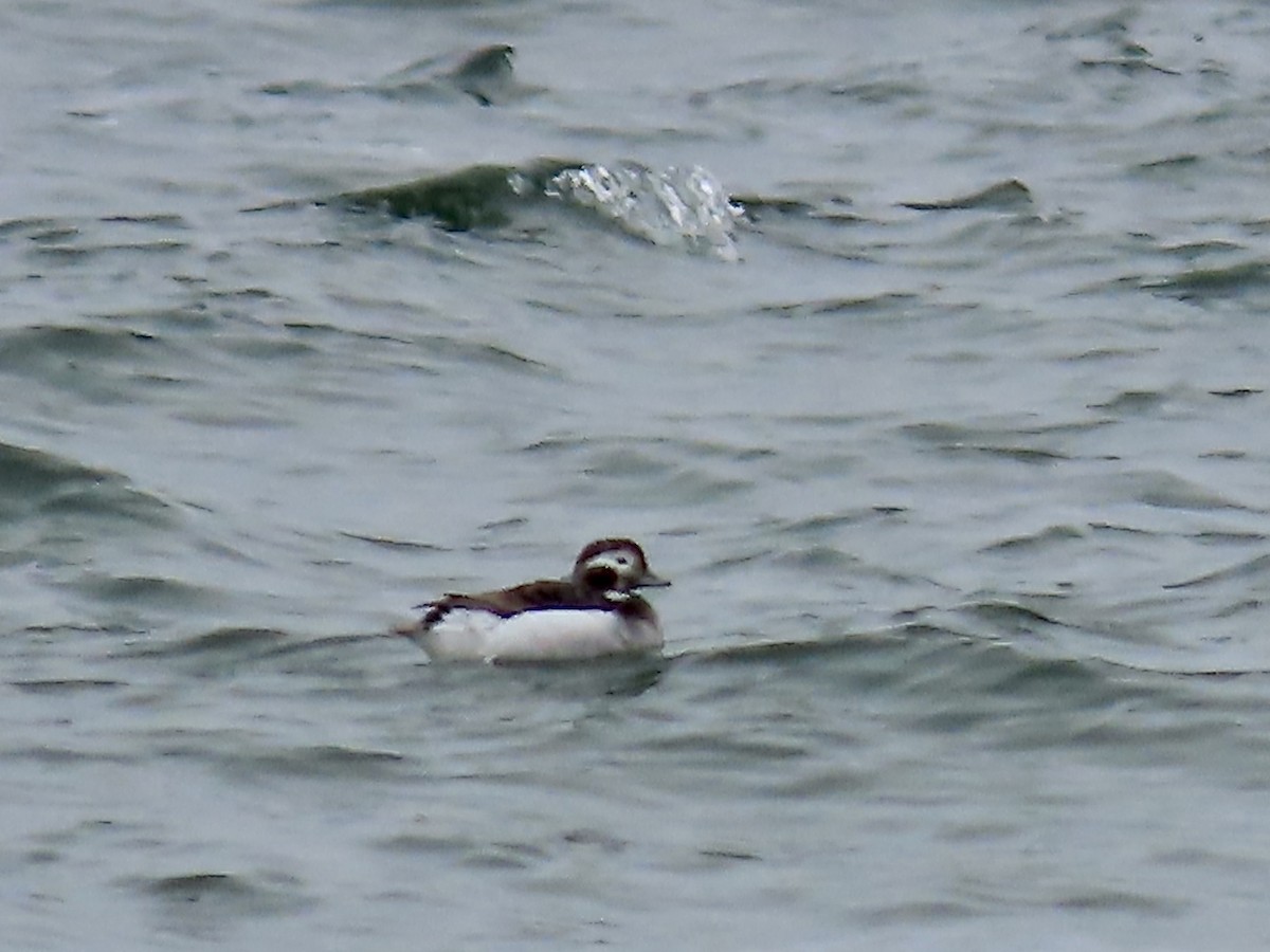 Long-tailed Duck - ML618298812