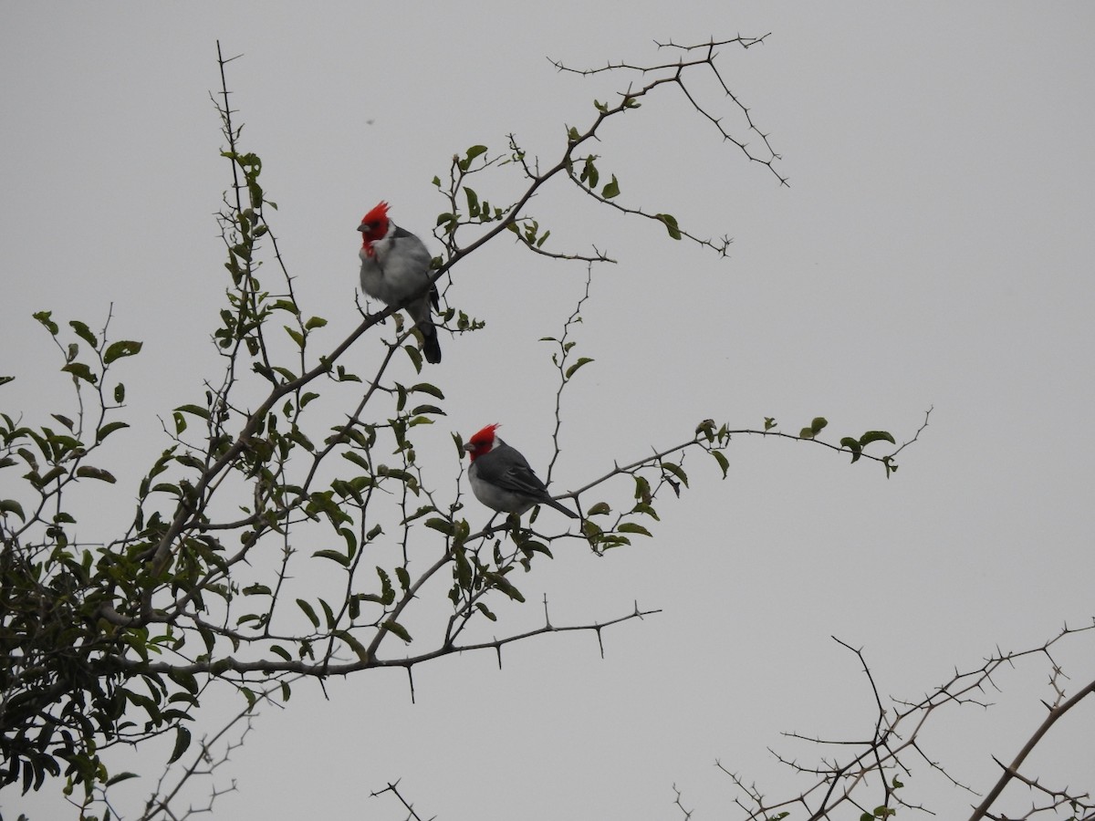 Red-crested Cardinal - ML618298828