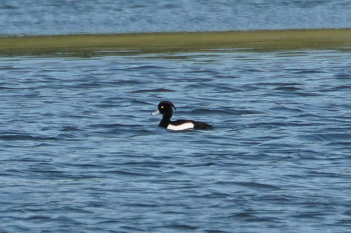 Tufted Duck - ML618298856