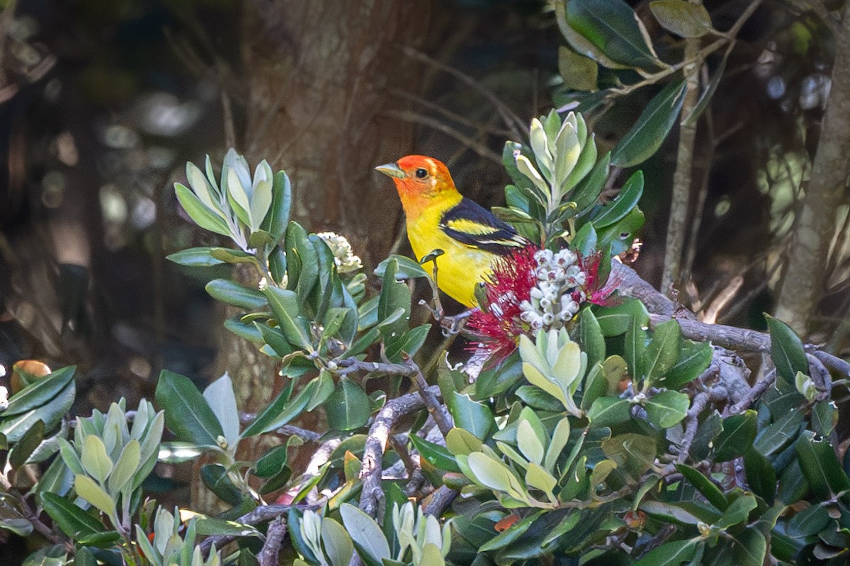 Western Tanager - ML618298858