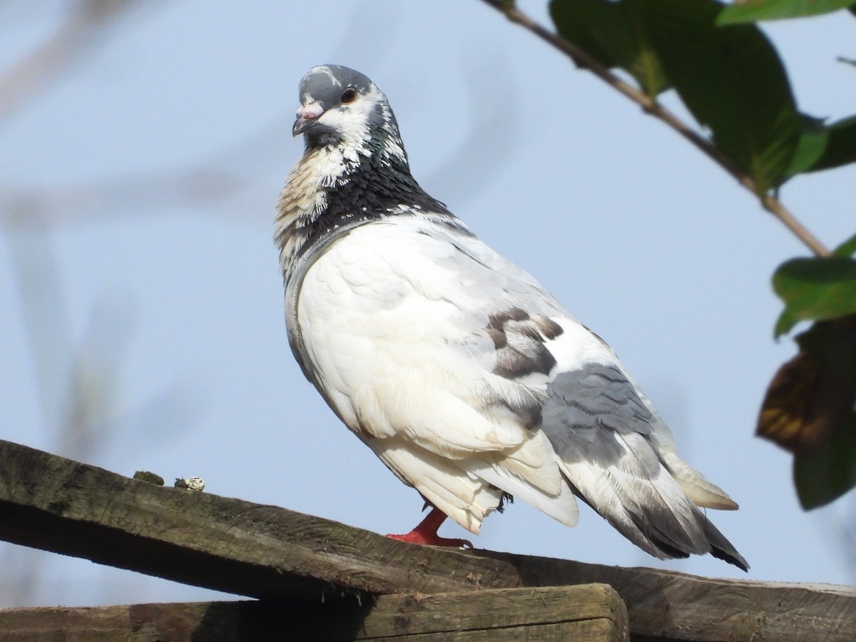 Rock Pigeon (Feral Pigeon) - Mary Leigh