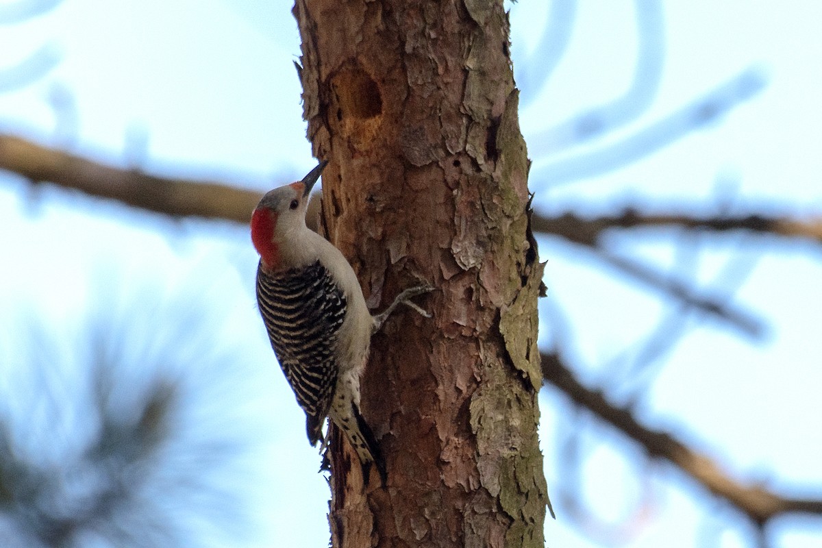 Red-bellied Woodpecker - Donna Wadsley