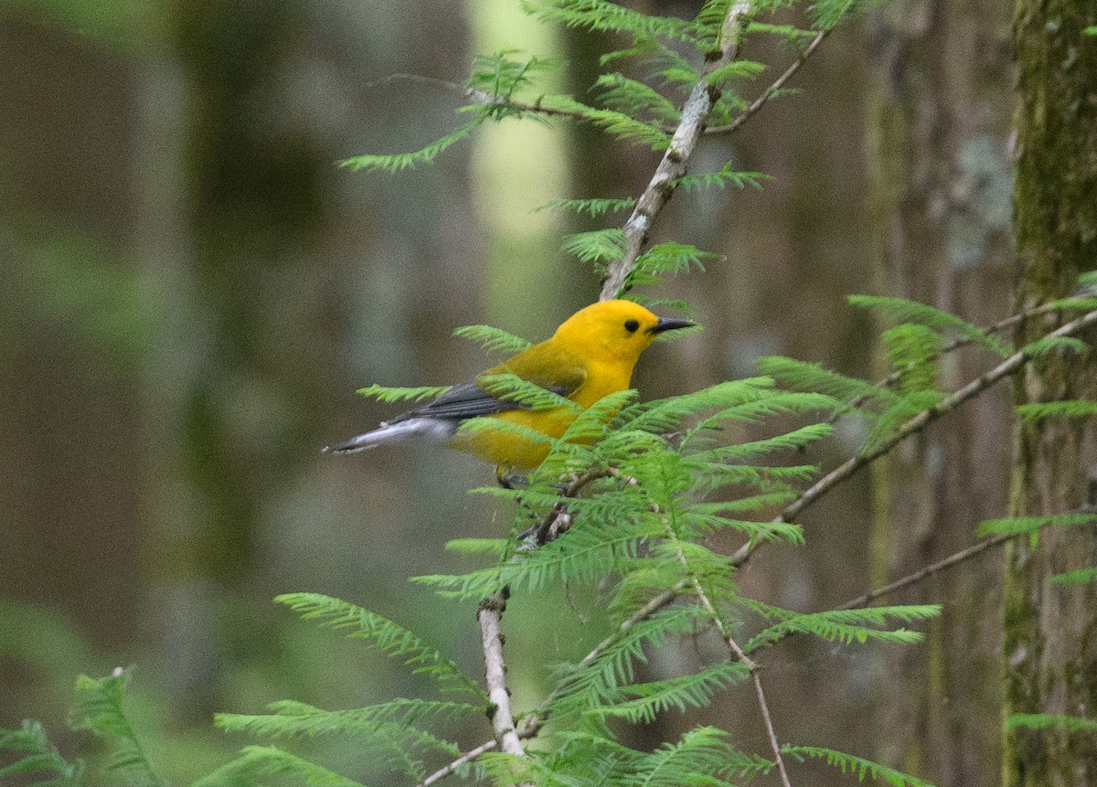 Prothonotary Warbler - ML618298868