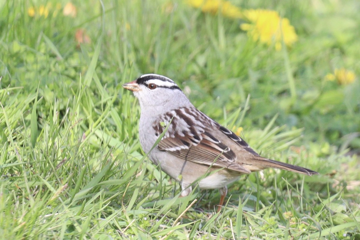 White-crowned Sparrow - ML618298878