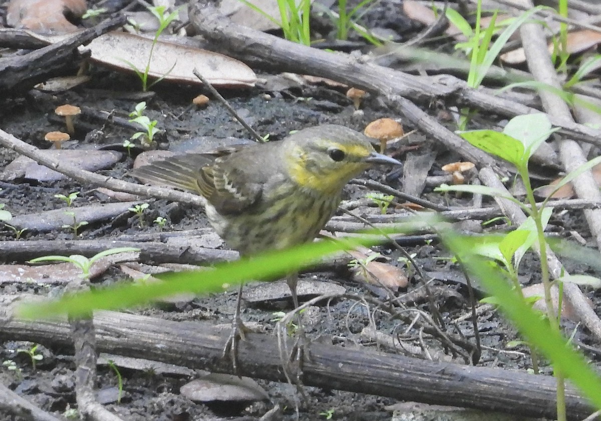 Cape May Warbler - ML618298896